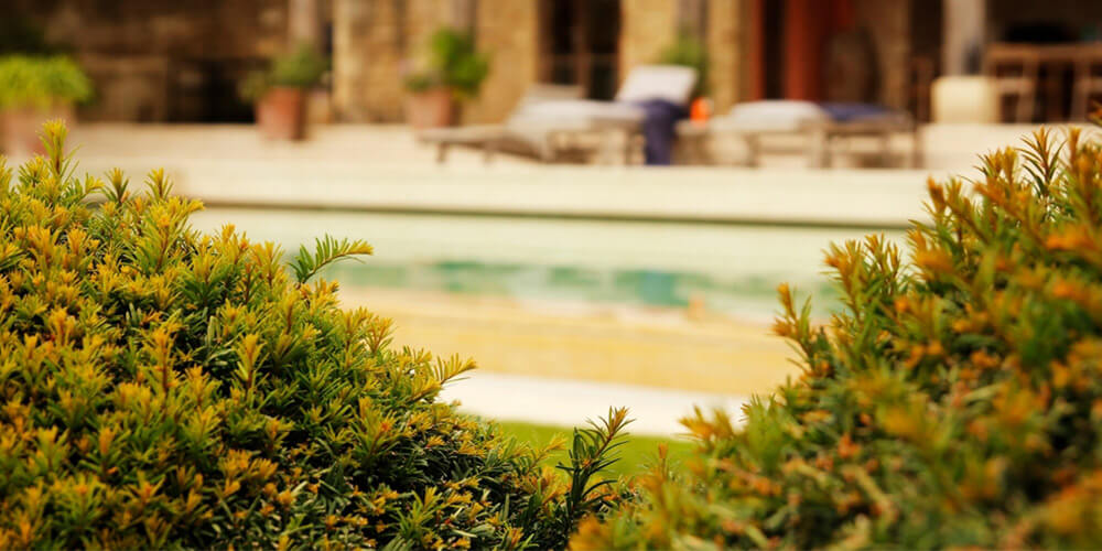 shrubs in focus with a pool and loungers blurred in the background 