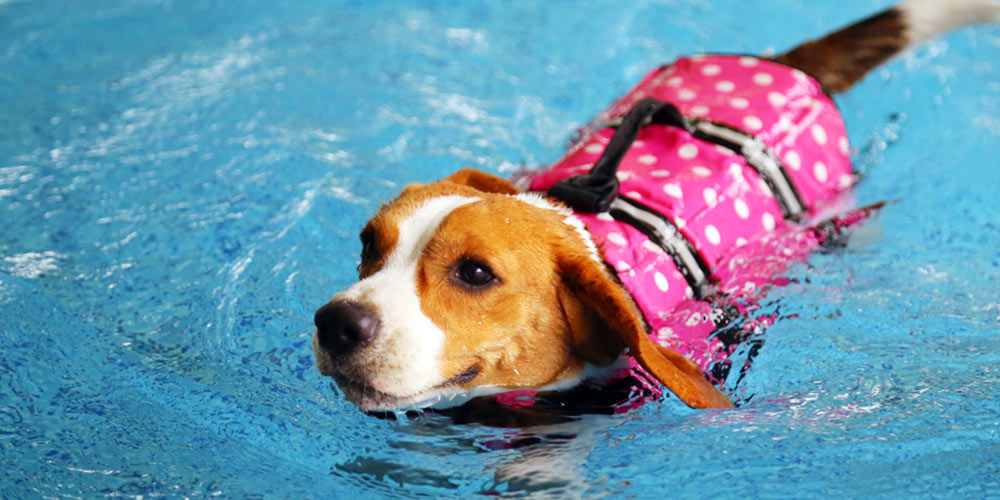dog in pool wearing a life vest