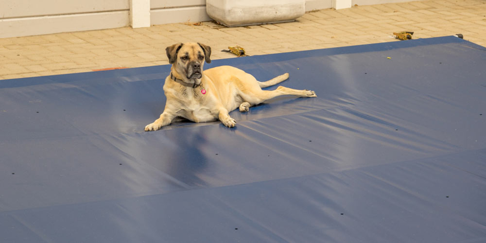 large dog lies on a blue safety cover for a residential swimming pool
