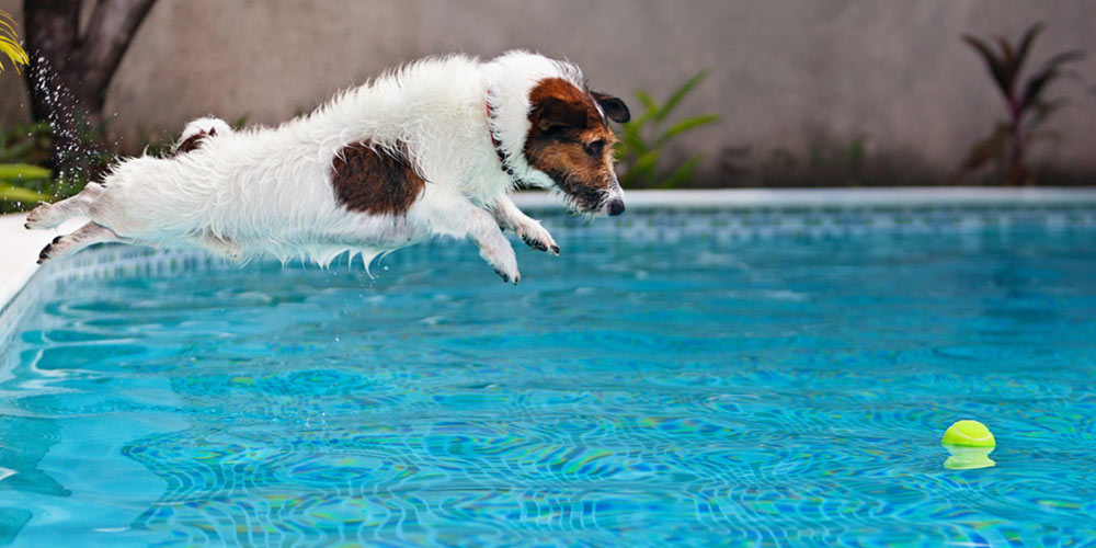 dog jump and dive underwater to retrieve ball