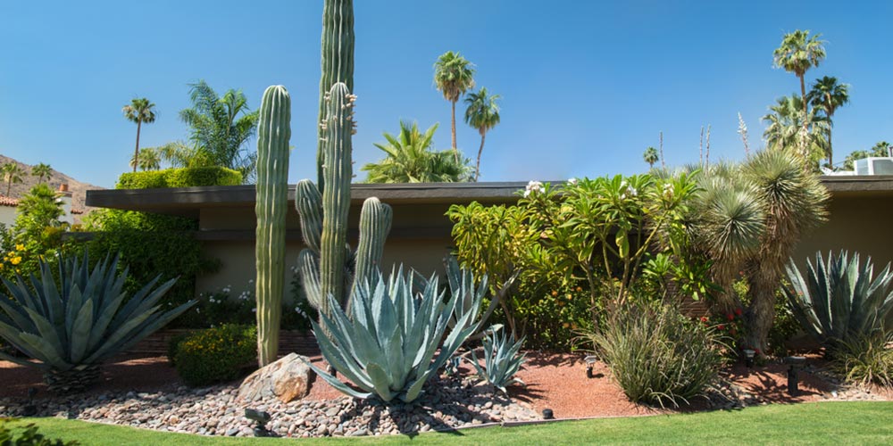 cactus and rock garden