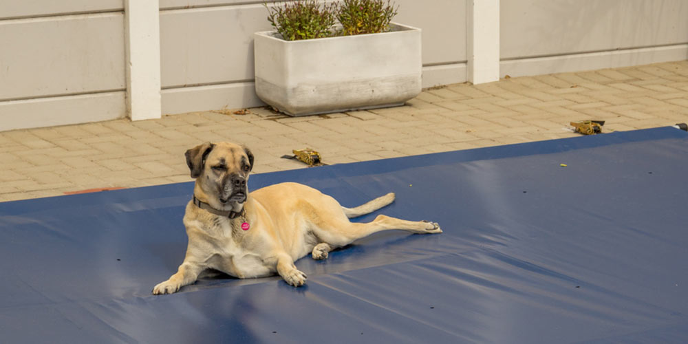 large dog lies on a pool cover