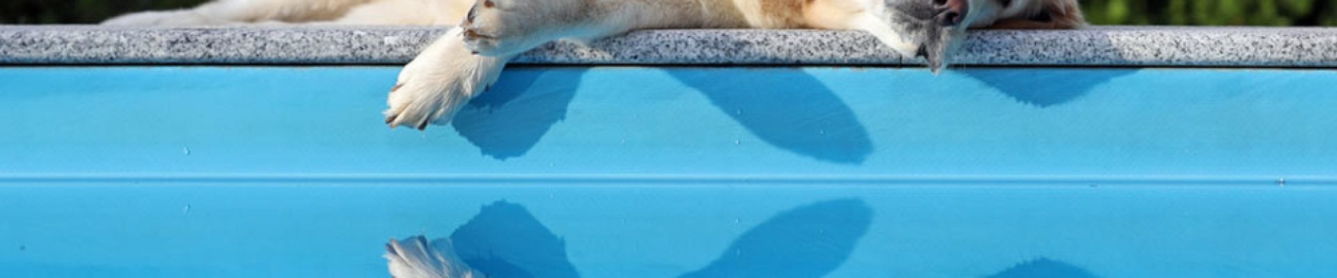 A dog is sleeping on a concrete surface next to a blue pool, with its reflection visible in the water.