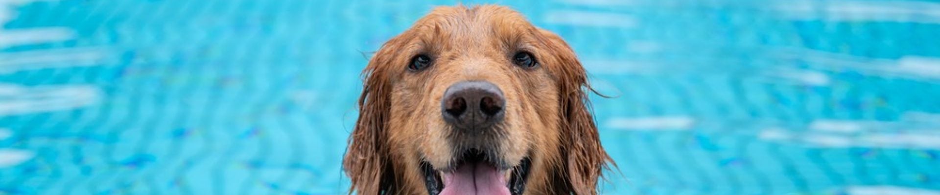 dog in pool