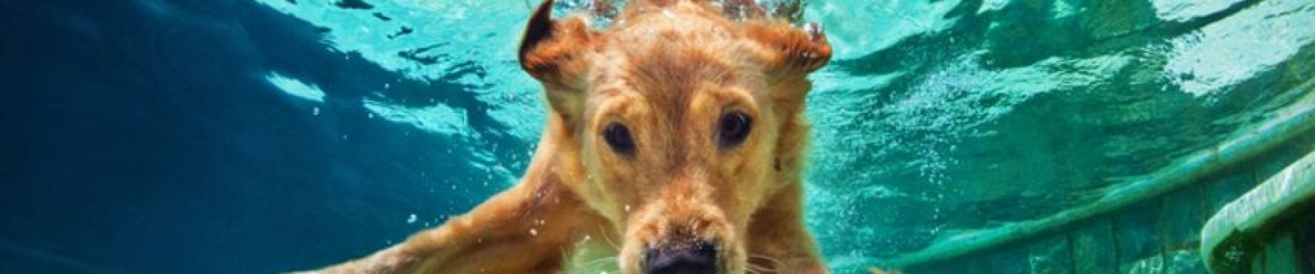 A dog swims underwater in a pool, with its paws extended forward and bubbles around its head.